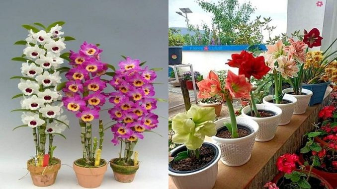 Cómo Plantar Orquídeas En Maceta Bloghogar 